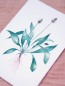 Preview: Premium Postkarte "Spitzwegerich"